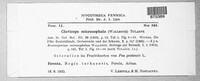 Claviceps purpurea image